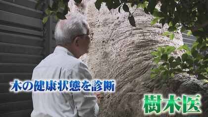 樹齢300年を超える木を残したい…木と人の思いをつなぐ“樹木医”「お年寄りですから大切にしたい」