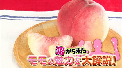“モモマニア”厳選する全国ご当地モモ！青果バイヤーが教えるおいしいモモを選ぶポイントは「皮」