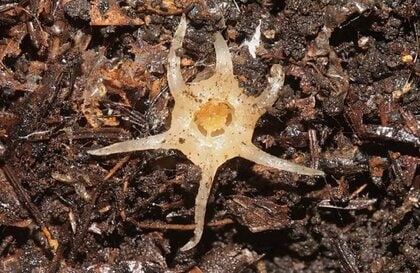 国内で”新属新種”の植物の発見は1世紀ぶり！不思議な形の植物「ムジナノショクダイ」の特徴を研究者に聞いた