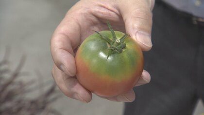 全国的な猛暑、野菜の品質や価格に大きな影響　知っておきたい夏の野菜事情と時短レシピ