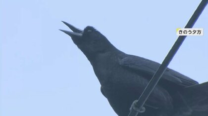 電線にびっしり！福島市にカラスの大群　大学の至る所に“ふん”被害　対策求め市に要望書提出　なぜこの場所に？