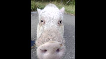 【何らかの理由で飼い主から離れたか】秋の定山渓で見つかった『迷いブタ』警察に保護→飼い主が判明し無事引き渡し〈北海道札幌市〉