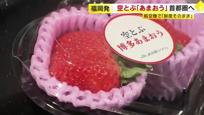 空飛ぶ「あまおう」首都圏へ…新鮮なまま飛行機でスピード輸送　出荷翌日には店頭に　県とJAが取り組み本格化　福岡