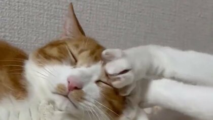 「鋼メンタル」先住猫に“拒否”され続けても離れない猫が健気…愛情が重すぎる？2匹の仲を飼い主に聞いた