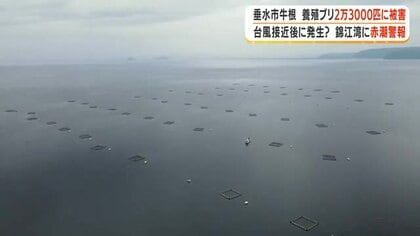 垂水市牛根　養殖ブリ2万3000匹に被害 　台風接近後に発生？　錦江湾に赤潮警報