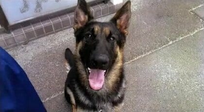 「家族のような存在でした」　鹿児島県警期待の警察犬「ウォルト号」が1歳4カ月で急死　輝かしい功績と早すぎる別れに関係者から悲しみの声