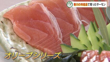 特産オリーブで養殖「オリーブサーモン」　適度な脂と豊富なコラーゲン　県産ブランドにと期待【香川発】