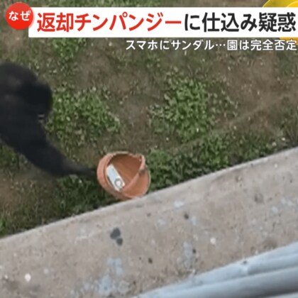 中国の動物園で“返却チンパンジー”話題に　スマホにサンダル…落とし物を戻す姿が賢すぎる！「仕込みじゃない？」飼育員は疑惑全否定