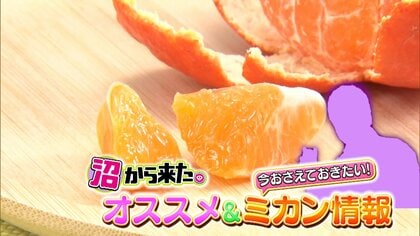 傷のついているミカンはおいしい可能性が高い」ミカン博士が教える見分け