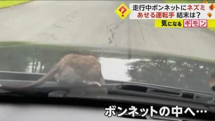 なんてこった！」走行中の車のボンネットに“ネズミ” あせる運転手 エンジンルームの奥へ姿消す 米｜FNNプライムオンライン