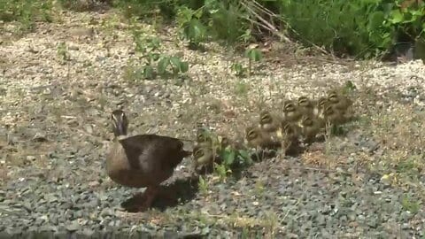 カルガモ親子が患者の心和ませる　病院の中庭でヒナ12羽誕生　岩手・盛岡市