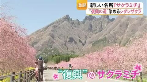 新しい名所『サクラミチ』満開！〈復興の道〉を染めるシダレザクラ【熊本】