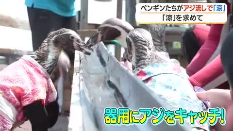 そうめん流しならぬ「アジ流し」　ペンギンが猛暑を乗り切る涼グルメに夢中【鹿児島】