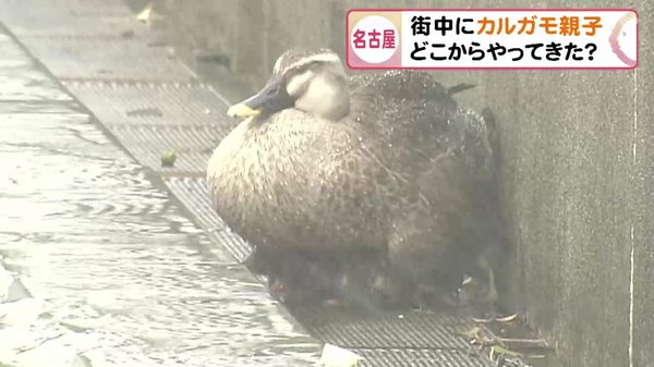 都心の公園 で泳ぐかわいいカルガモ親子 手作りの小屋 で地域も見守る 保育園児は 超かわいかった