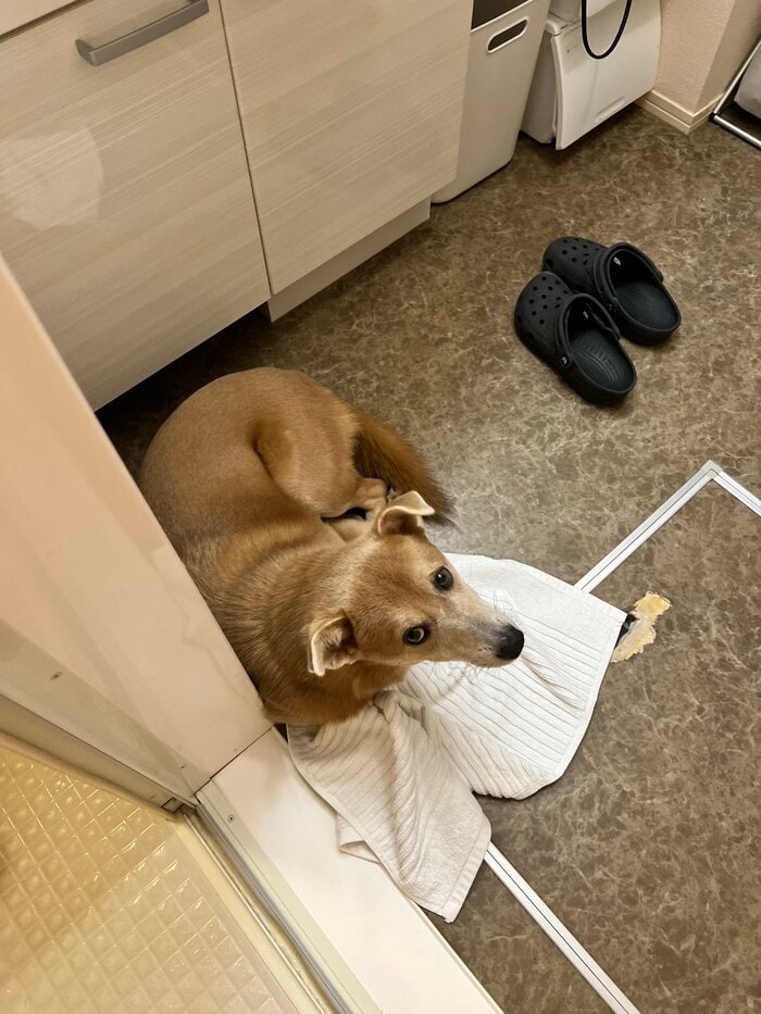 お風呂から出るのを待っていることも