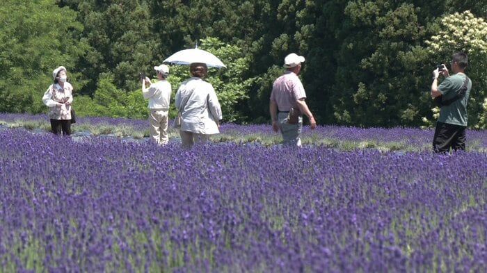 秋田・美郷町のラベンダー園（2026年6月）