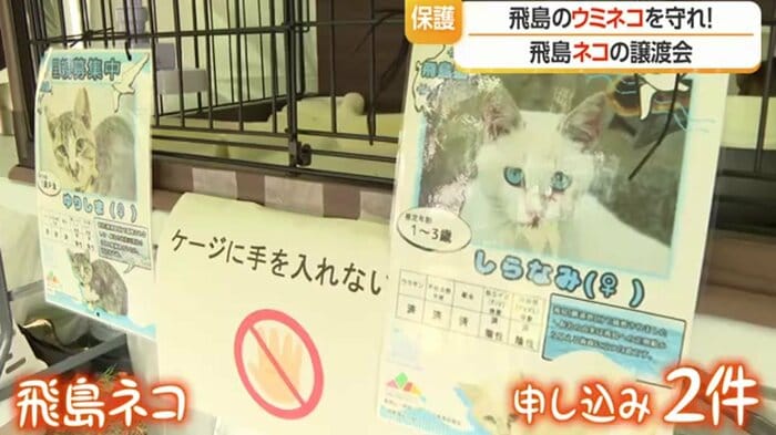 飛島では、ウミネコも飛島ネコもどちらの命も守る取り組みが続く