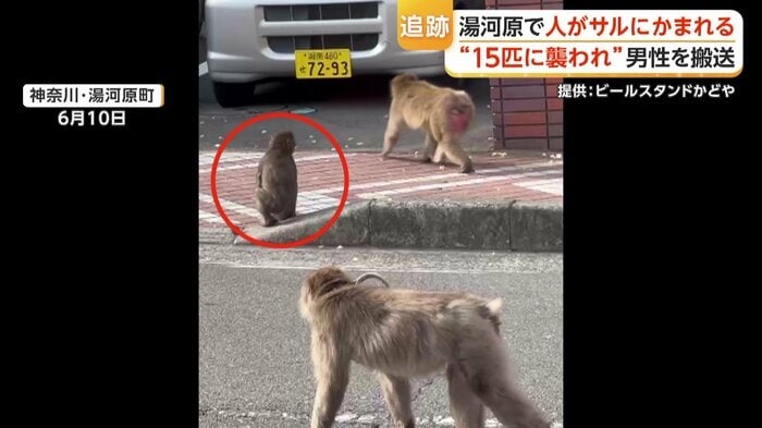 子ザルの姿も
