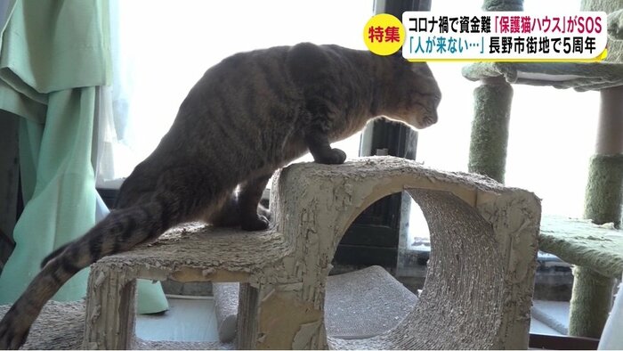高い所も自由自在に動き回る