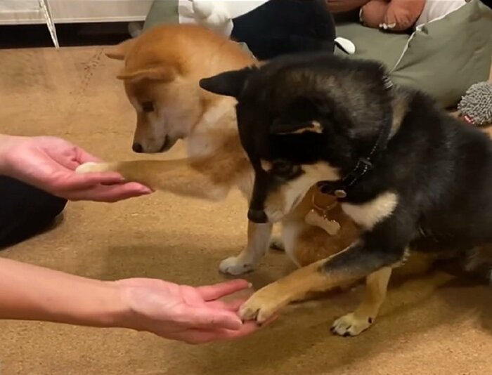 おやつタイムで「お手」を披露