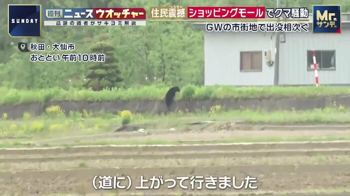 道へと上がり、その後林へと消えていったクマ