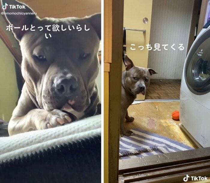 すぐそばのボールを「取ってほしいな~」顔のおもちくん