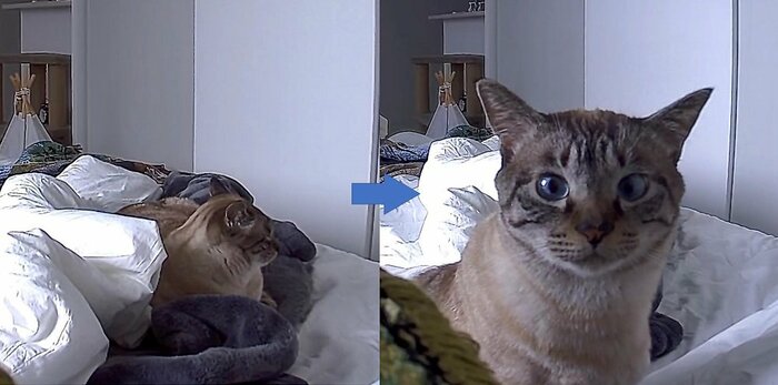 名前を呼ぶと来てくれる