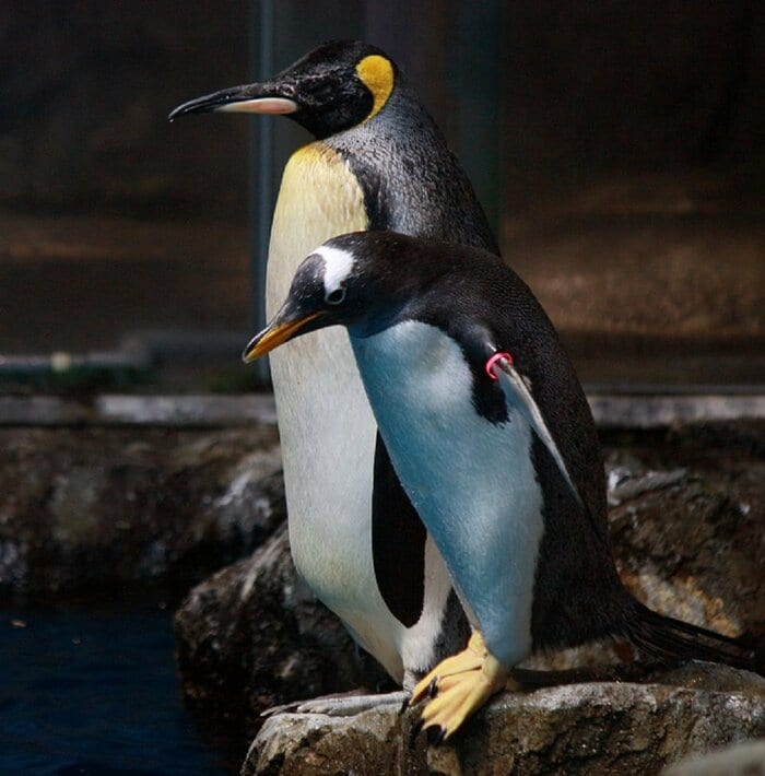 お互いに干渉することは基本的にないという(提供:長崎ペンギン水族館)