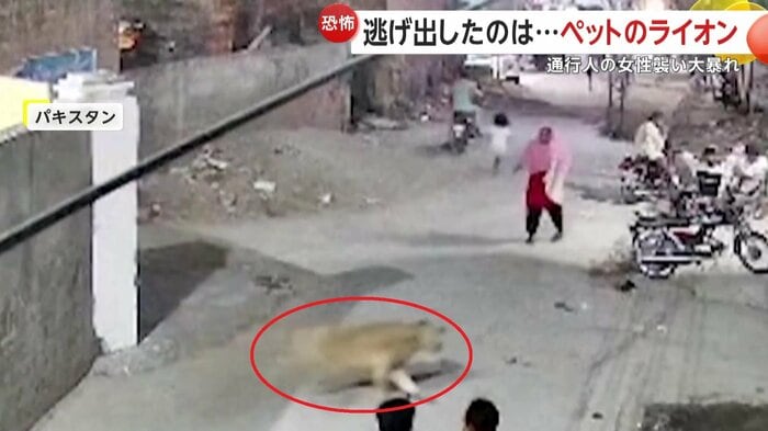 人通りのある街中に脱走したライオン