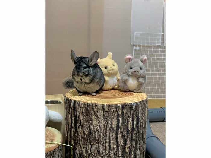 正面から見ると一目瞭然!黒い背中の子が本物のチンチラ(提供:ちーこっこさん)