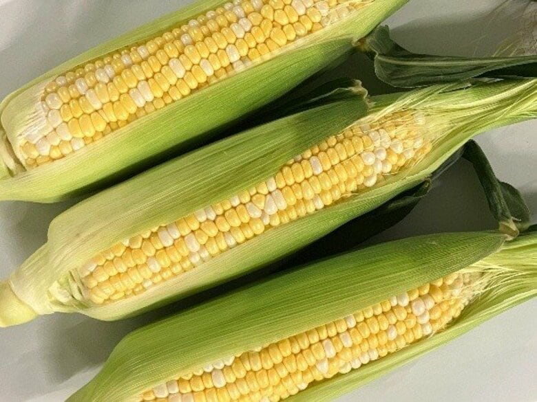 とうもろこしの収穫が最盛期 甘味種「ミルフィーユ」、鮮度際立つ“朝採れ”で注目
