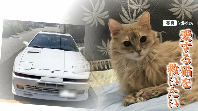 「難病の愛猫を救いたい」飼い主の思いに支援の輪…一匹の猫と名車「スープラ」がもたらした奇跡｜FNNプライムオンライン