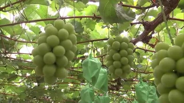 9月上旬の日照時間「観測史上最少」平年の約15％に…農家は品質への影響懸念　大分｜FNNプライムオンライン