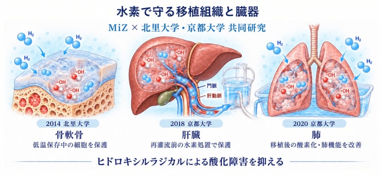 低濃度水素の臓器移植応用｜骨軟骨・肝臓・肺移植の虚血再灌流障害を抑制 MiZ・北里大学・京都大学大学院医学研究科 3 論文