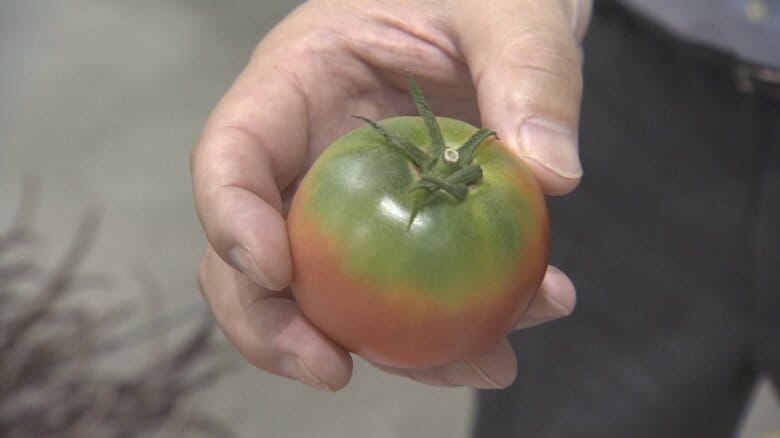 全国的な猛暑、野菜の品質や価格に大きな影響　知っておきたい夏の野菜事情と時短レシピ｜FNNプライムオンライン