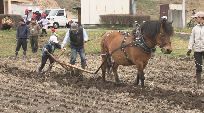 木曽馬「若菜」が協力　「トラクターみたい」馬の力で田を耕す『馬耕』を小学生が体験　長野・木曽町｜FNNプライムオンライン