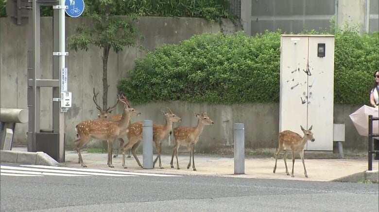 シカが奈良公園を飛び出した! 駅前や住宅街で“ミニ奈良公園化” 急増で食害や安全対策など新たな課題も|FNNプライムオンライン