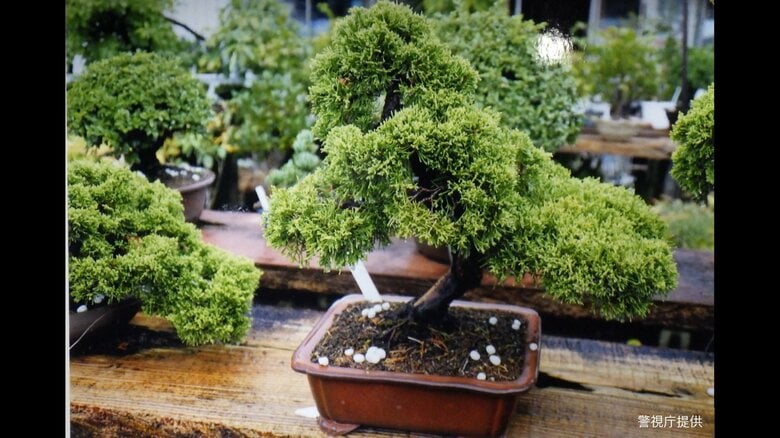 【独自】高級盆栽を大量に盗み海外に転売か…ベトナム人グループの男を逮捕「黒松」「五葉松」など24点｜FNNプライムオンライン