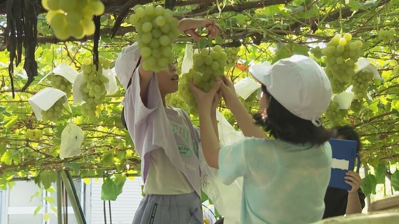 児童が“ブドウの収穫”に挑戦「太陽の光浴びて光っていた」 農家の努力で無事実ったブドウ「残さず味わって食べて」新潟・弥彦村｜FNNプライムオンライン