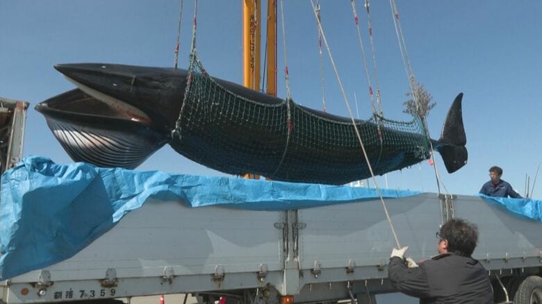 大きい！体長8.1メートル”ミンククジラ”初水揚げ　「脂がのった、色が映える、最高においしい」漁業者も太鼓判　オホーツク海で商業捕鯨始まる　北海道根室港　｜FNNプライムオンライン