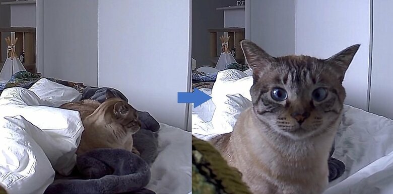 名前を呼ぶと来てくれる