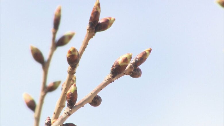 イギリスから日本に里帰りした「太白」のつぼみ