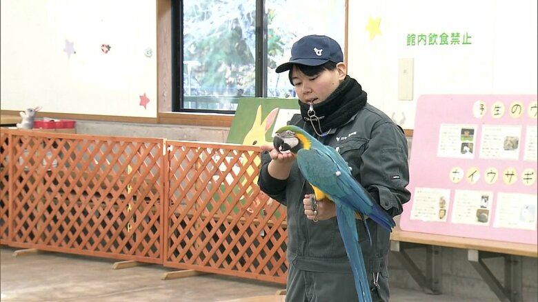ルリコンゴウインコの「ヴィヴィ」