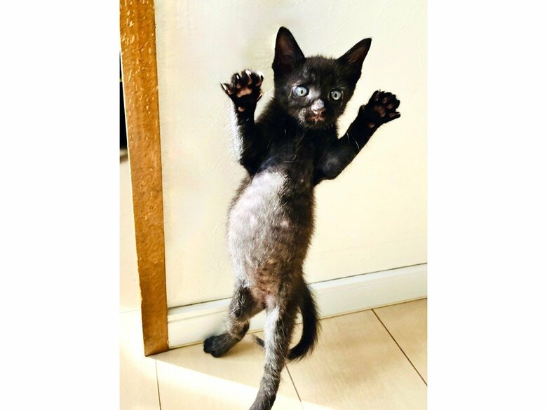 提供：猫野四季＊さん