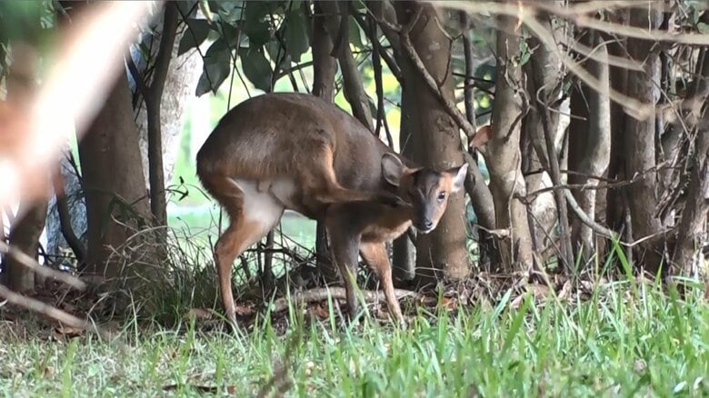 体長は約1m　後ろ足で顔を掻くようなしぐさ