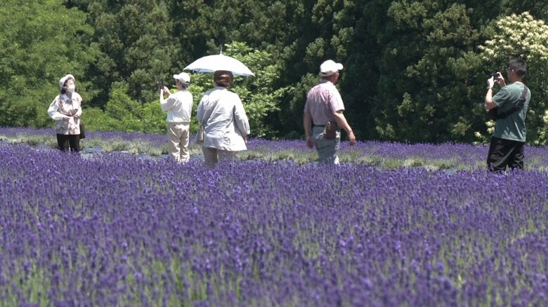 秋田・美郷町のラベンダー園（2026年6月）