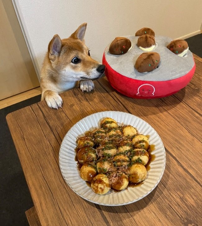 たこ焼きが気になる文旦くん