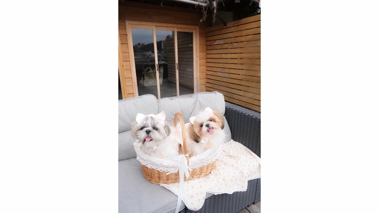 左：ぱんちょちゃん　右：ぽんちょちゃん