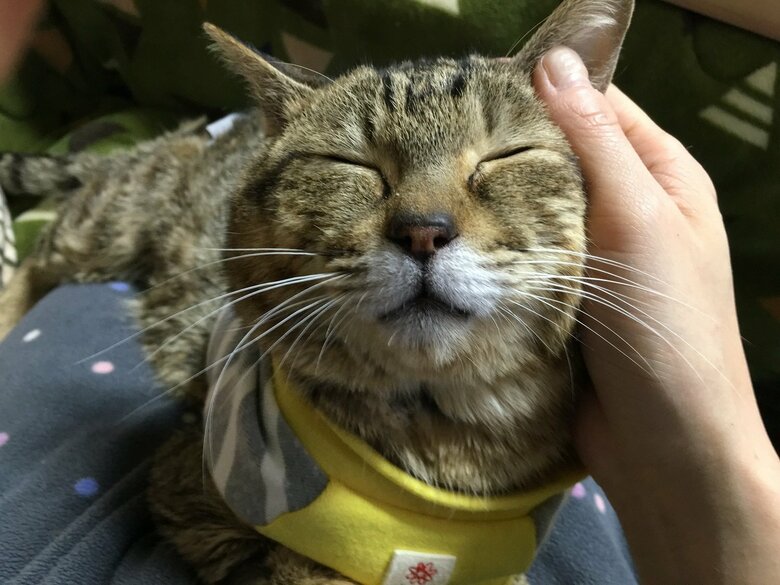 晴さんも癒やされる、甘えんぼのらい