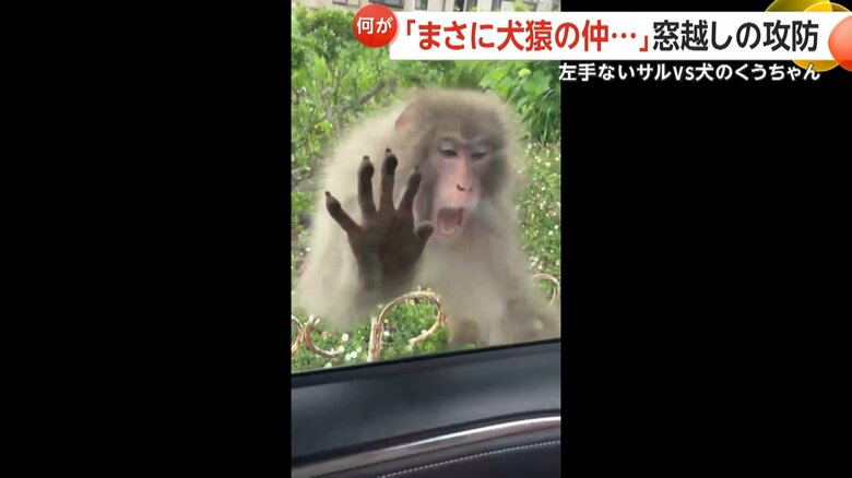 左手のないサルが口を大きく開け、威嚇するように窓へと飛びかかる一部始終⑦